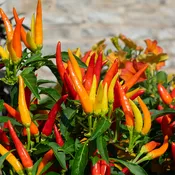 Ornamental Pepper 'Chilly Chili' 8"