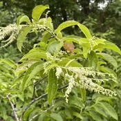 Oxydendron arboreum