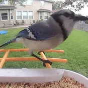 BEAKVIEW BIRD FEEDER CAMERA