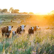 Native Pasture Seed Mix for Cattle & Livestock | Hoksey