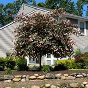 Carolina Sweetheart Redbud