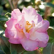 October Magic® Orchid Camellia