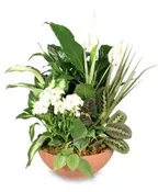 BLOOMING DISH GARDEN