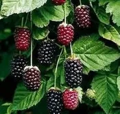 Boysenberry