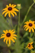 Black-eyed Susan, Common