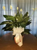 Peace Lily