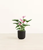 Anthurium Purple