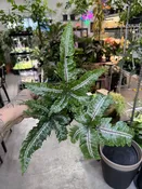 Pteris Aspericaulis Tricolor — Seattle Plant Daddy