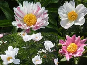 Paeonia lactiflora Herbaceous Peony Seedling