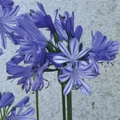 Agapanthus_Blue