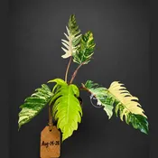 Super Rare Variegated Philodendron Caramel Marble (Aug-14-28-ER)