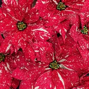 PRE-ORDER Poinsettia - Glitter 6.5"