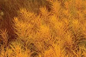 Amsonia Butterscotch 1 Gallon