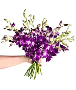 15 Stems Purple Dendrobium Orchids