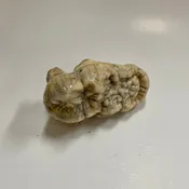 Cave Bear Molar Tooth