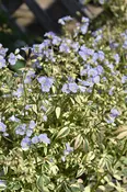 Polemonium Jacobs Ladder Stairway To Heaven