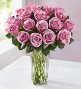 12-24 OR 36 PASSION FOR PURPLE ROSES