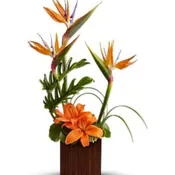 Bamboo Paradise [TFWEB615]