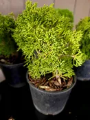 Juniperus chinensis ‘SHIMPAKU’