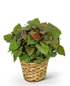 ARROWHEAD PLANT IN BASKET