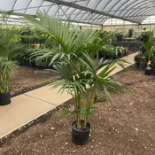 10″/3G Palm Kentia 4-5′