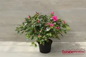 AZALEA – PURPLE 6IN