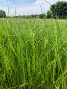 Bale Boomer Teff Grass