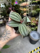 Medinilla Gregori Hambali — Seattle Plant Daddy