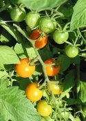 Markristo/BridleWood Blooms - Farm Share Card (Produce and Flowers) — BridleWoodBloom