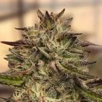 Absolutely Delicious GMO Cookies Feminized Seeds - Kind Seed Co