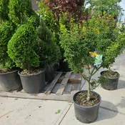 Acer palmatum 'Shishigashira' (Lion's Head Japanese Maple)