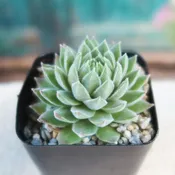 Sempervivum Chick Charms ‘Sugar Shimmer’