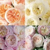 Assorted David Austin Wedding and Event Roses