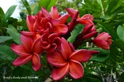 Bangkok Fire- Intense Fragrance & Fiery Color!