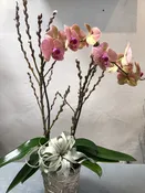 Large Orchid with Air Plant — wisteria rockridge