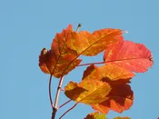ACER GINNALA, Amur Maple 1 gallon