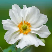 Anemone, Whirlwind