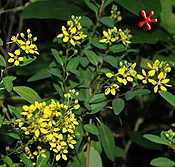 Galphimia glauca 'Thryallis'