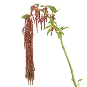 Amaranthus