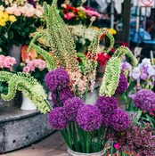 Allium & Eremurus - Spheres & Spires Blend