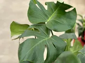 10" Monstera deliciosa Swiss Cheese