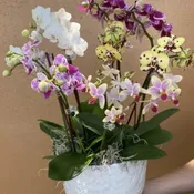 Orchids Mixed mini orchids