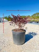 Cerise Charm™ Loropetalum