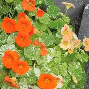 Alaska Mix Untreated Nasturtium Flower Seeds