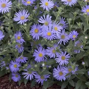 Aster 'Woods Light Blue'