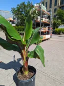 Banana Tree - 10" | Natty Garden
