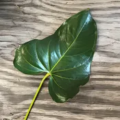 Anthurium Leaves