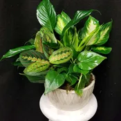 Dish Garden (medium)