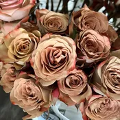 Beige Cappuccino Roses (Dutch)