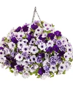 NANTUCKET- 12" ANNUAL HANGING BASKET